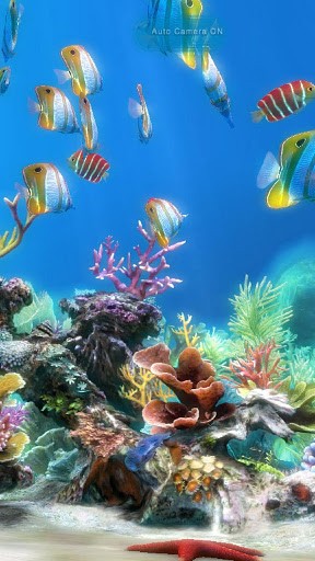 Bigger 3d Koi Fish Live Wallpaper For Android Screenshot