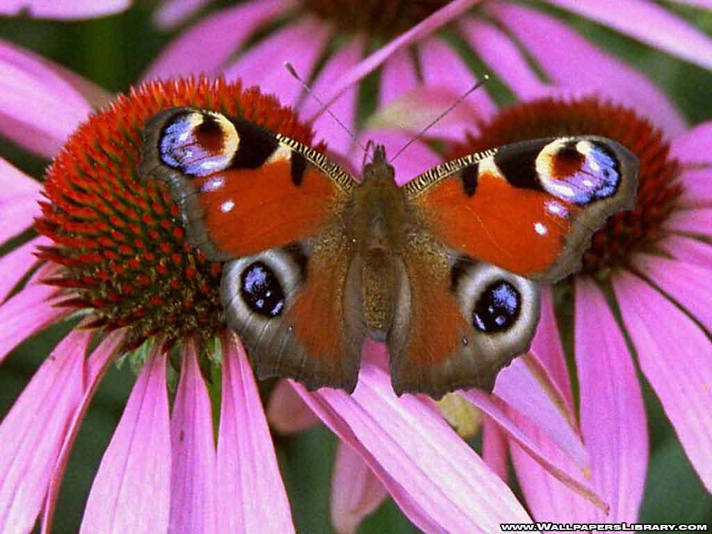 found butterfly wallpaper colorful as butterflies on flowers and