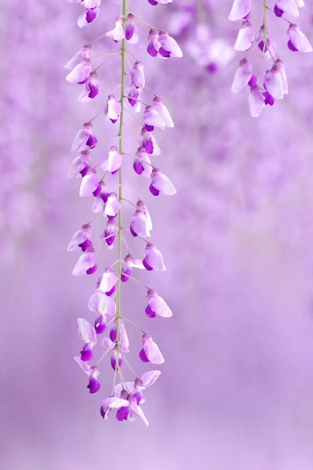 Purple Flowers iPhone 4s Wallpaper iPad
