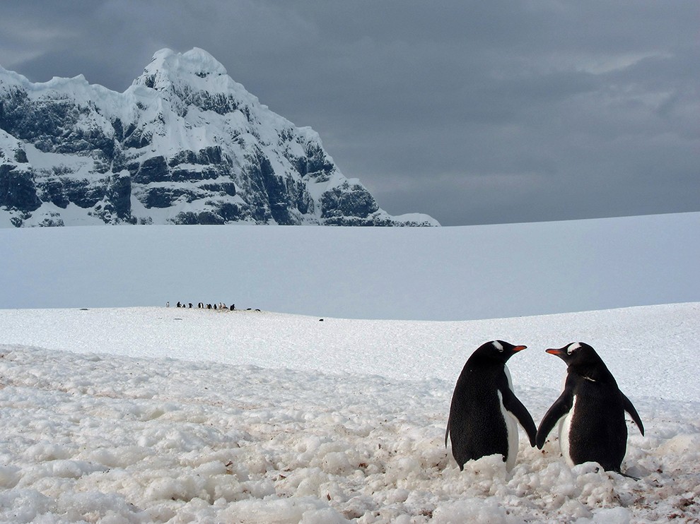 National Geographic Wallpaper Penguin Pair Antarctica