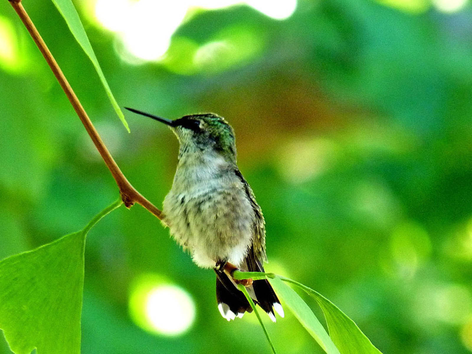 Wallpaper Hummingbird