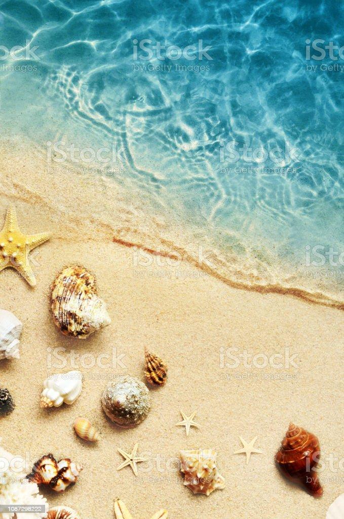 Seashell On The Summer Beach In Sea Water Summer Background Summer