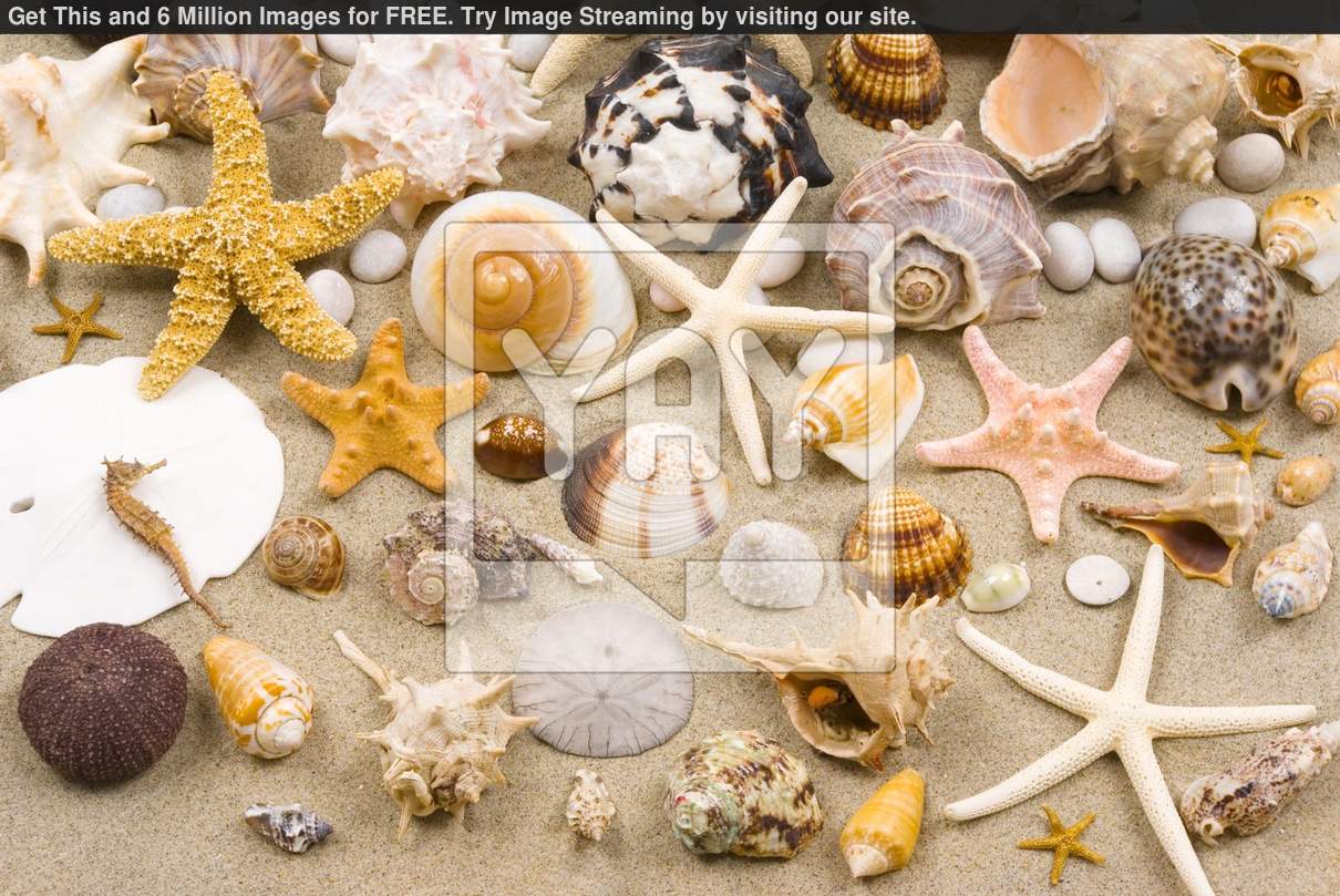 Beach Background Wallpaper Of A Sea Shell On Wet Golden