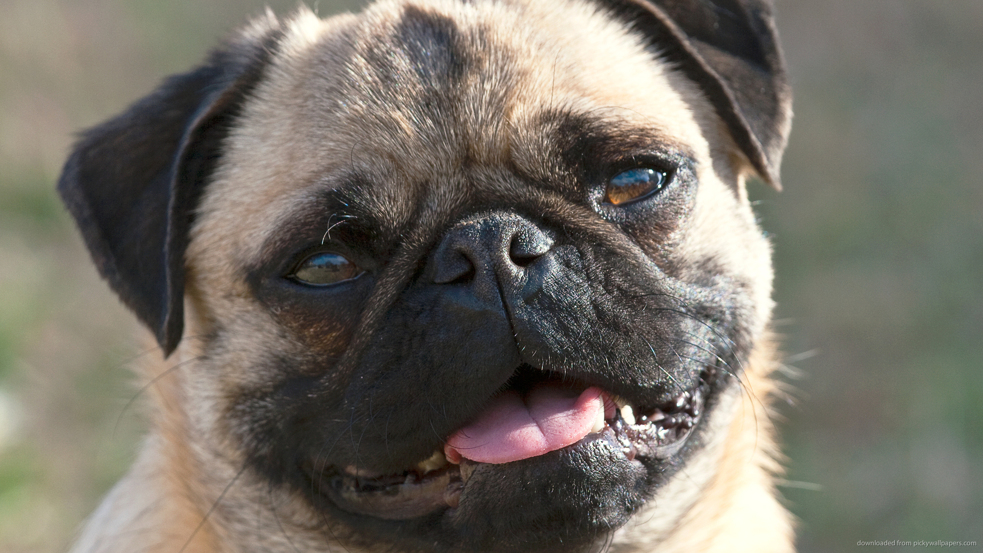 Smiling Pug Picture For iPhone Blackberry iPad