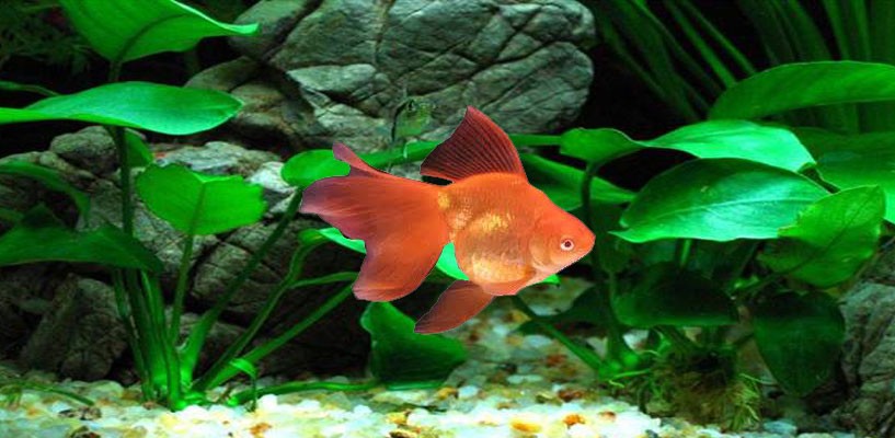 free goldfish aquarium