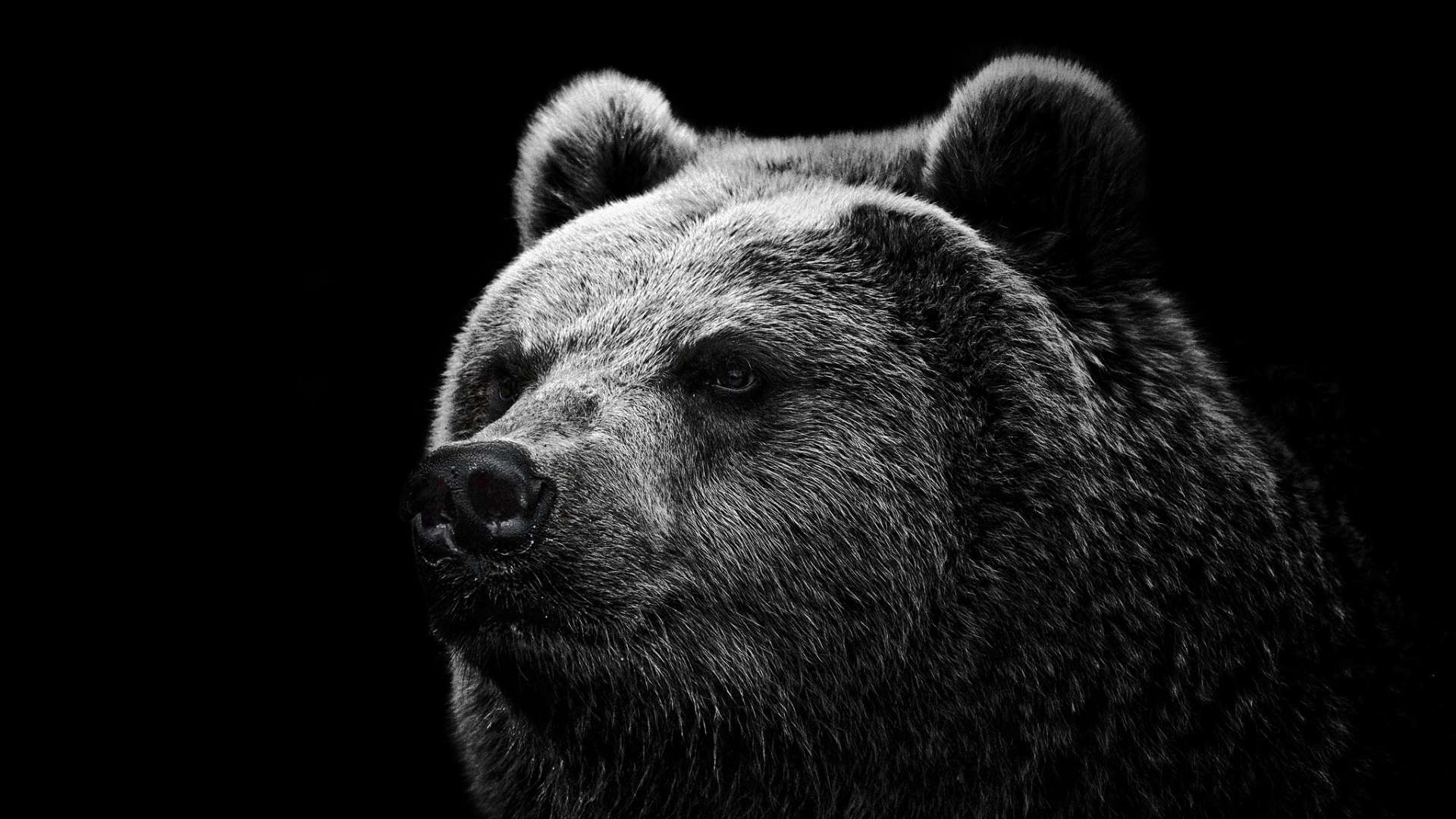 Wallpaper Grizzly Bear HD Upload At October By