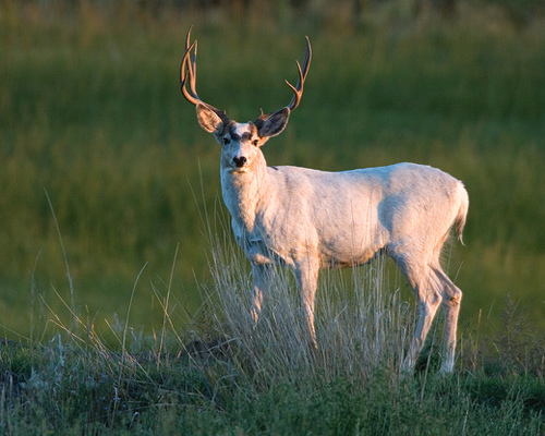 White Mule Deer Buck Photo Sharing