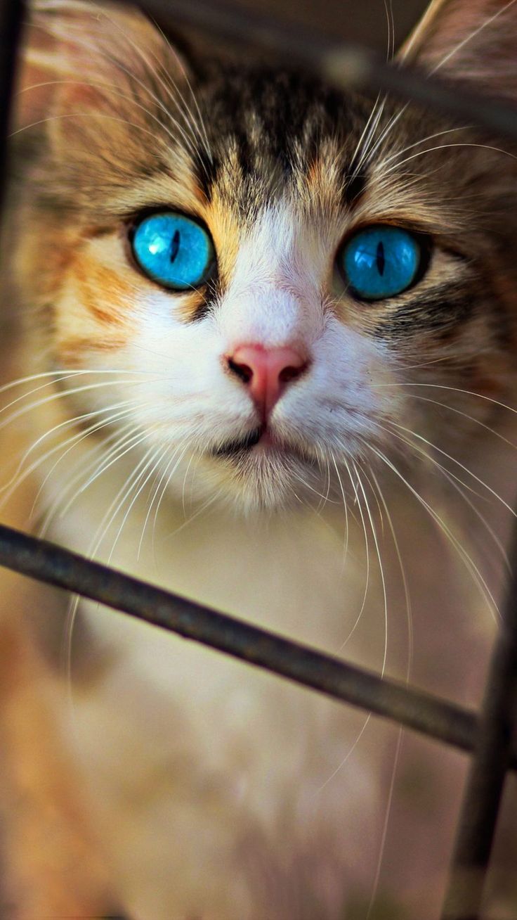 Cute Cat Blue Eyes 4k Ultra HD Mobile Wallpaper With