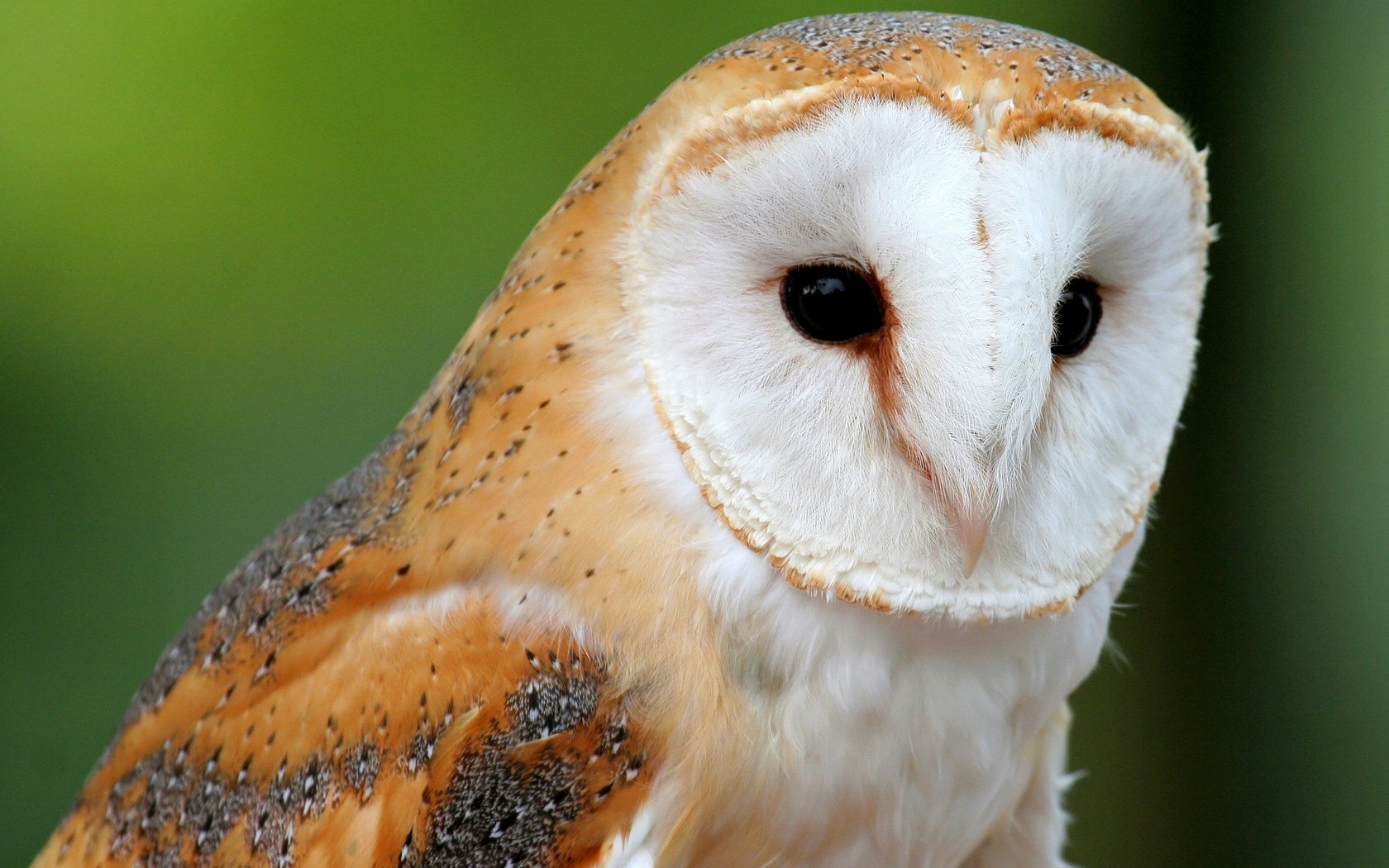 HD Desktop Background Owls