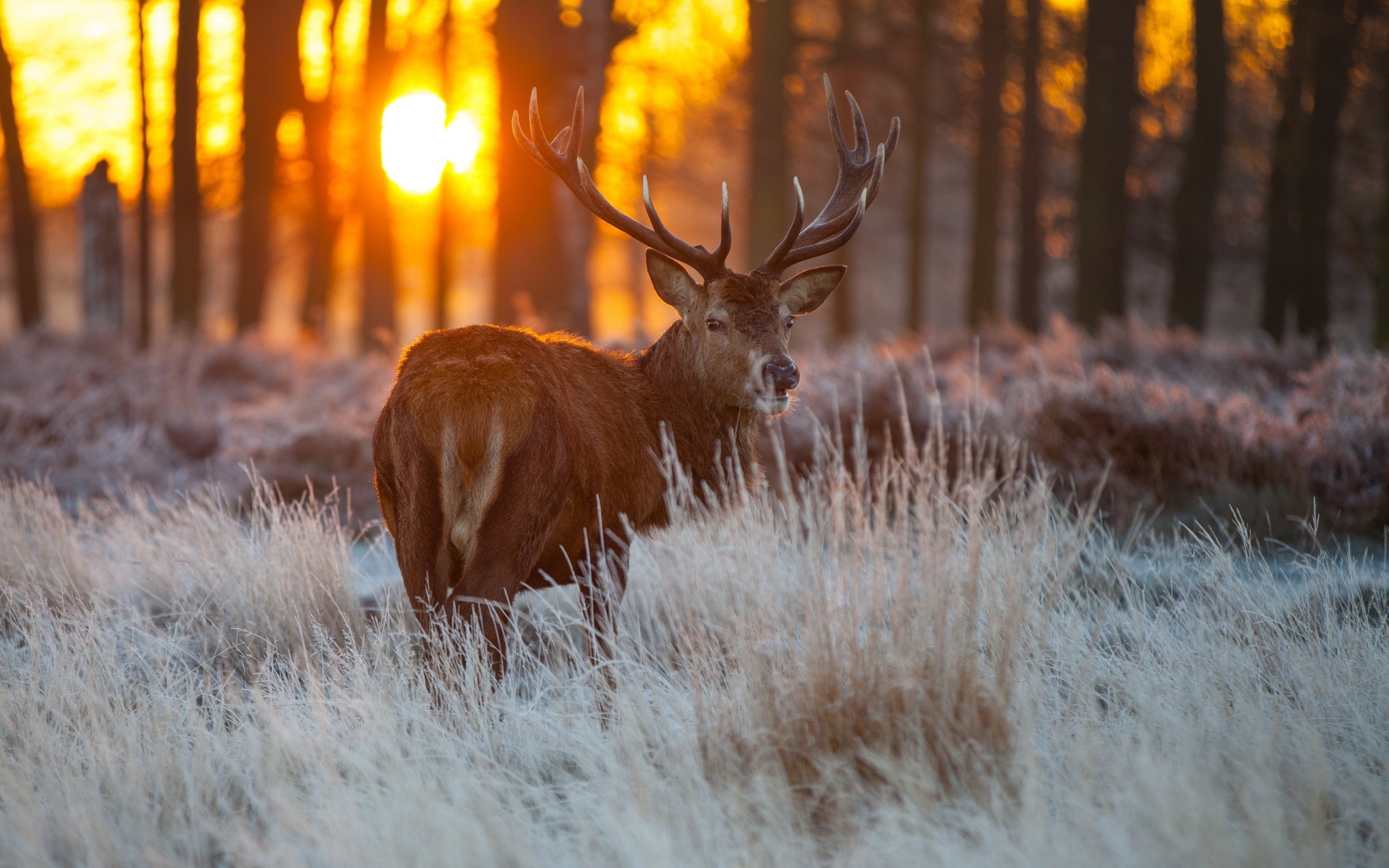 Whitetail Deer Wallpaper Screensaver
