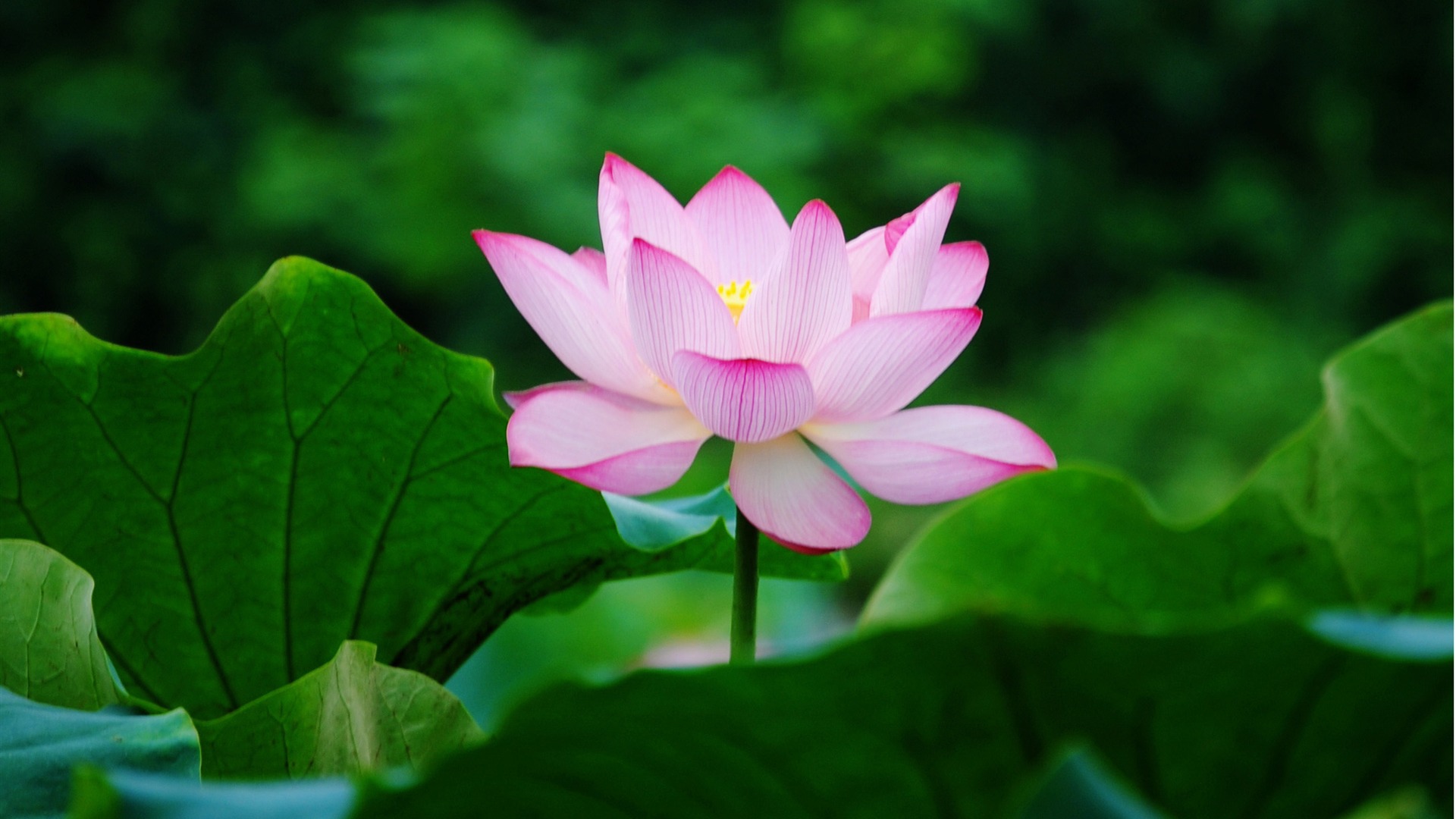 Lotus Wallpaper