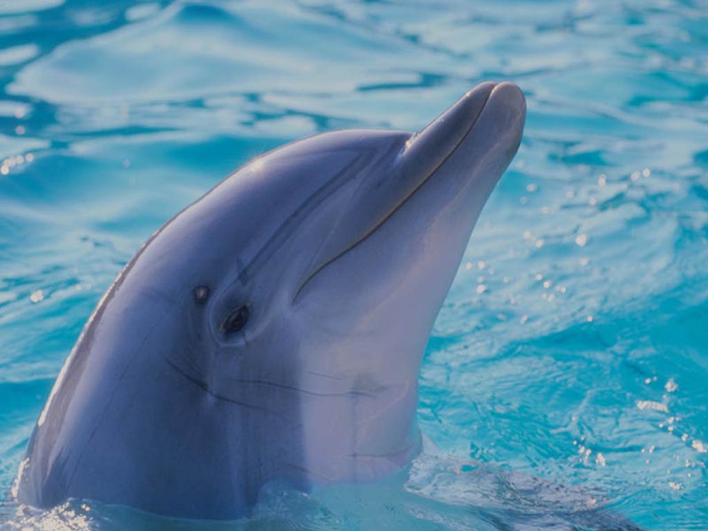 Desktop Background Animal Life Underwater Dolphin