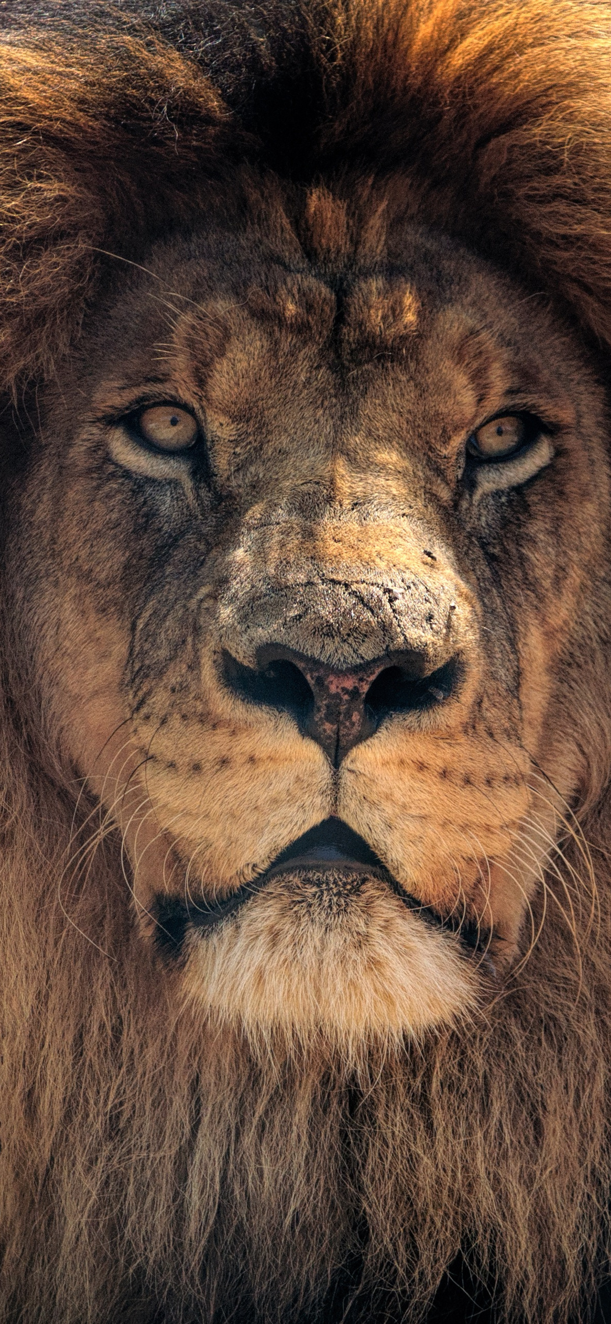 Close-up portrait of a majestic male lion with a thick mane, staring intensely at the viewer