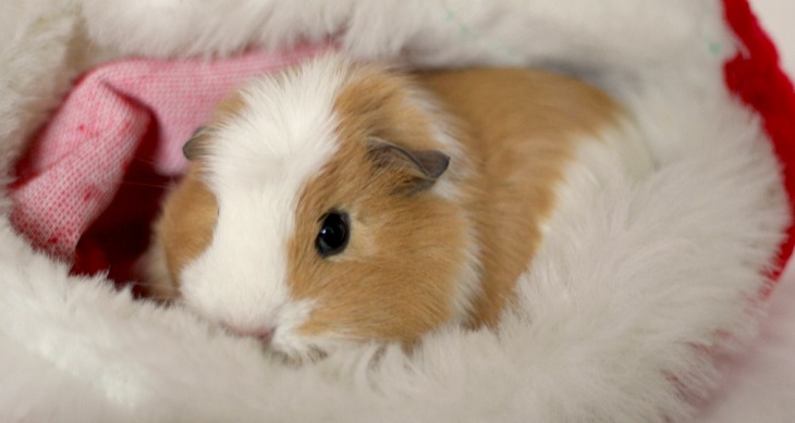 Although Christmas Is Far Beyond Us This Guinea Pig Seems To Enjoy