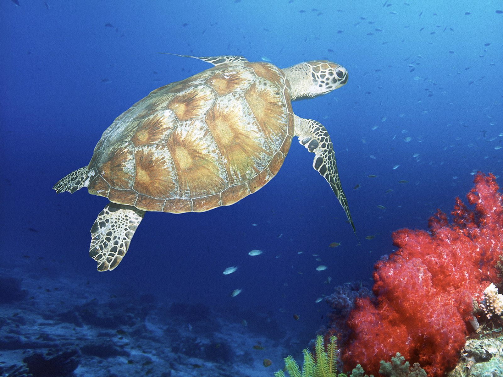 Turtle Under Sea Desktop Wallpaper