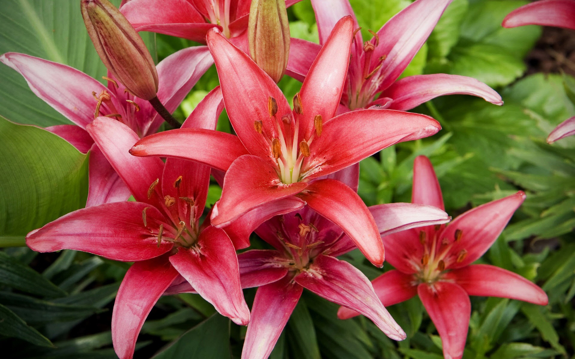 Wallpaper Of Flowers Red Lilies World