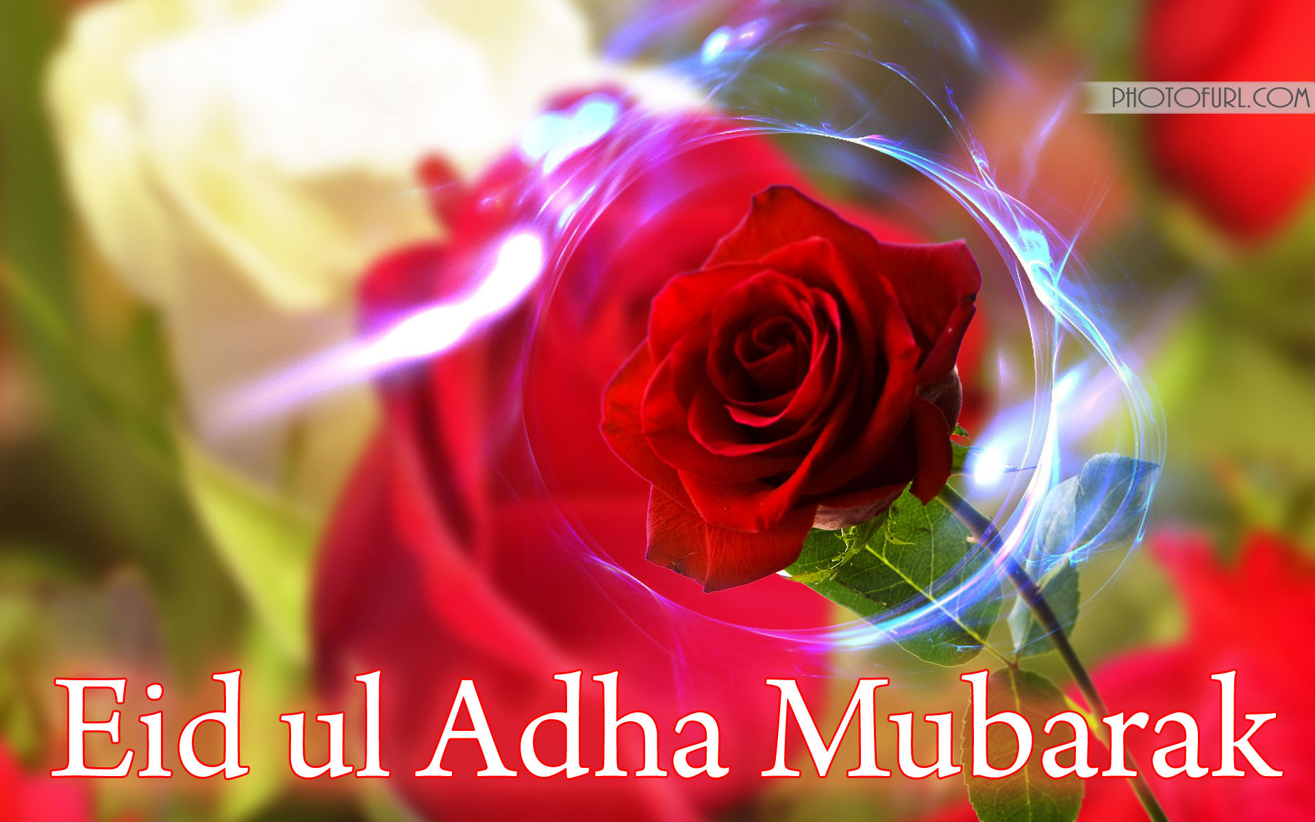 Christmas Celebration Eid Ul Adha Flowers