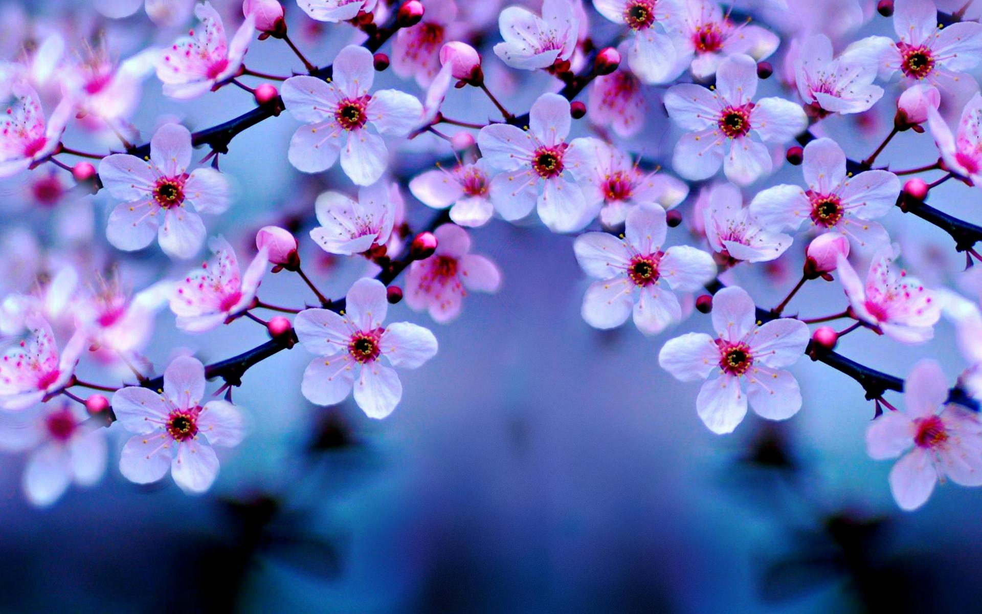 Cherry Blossoms High Quality And Resolution Wallpaper