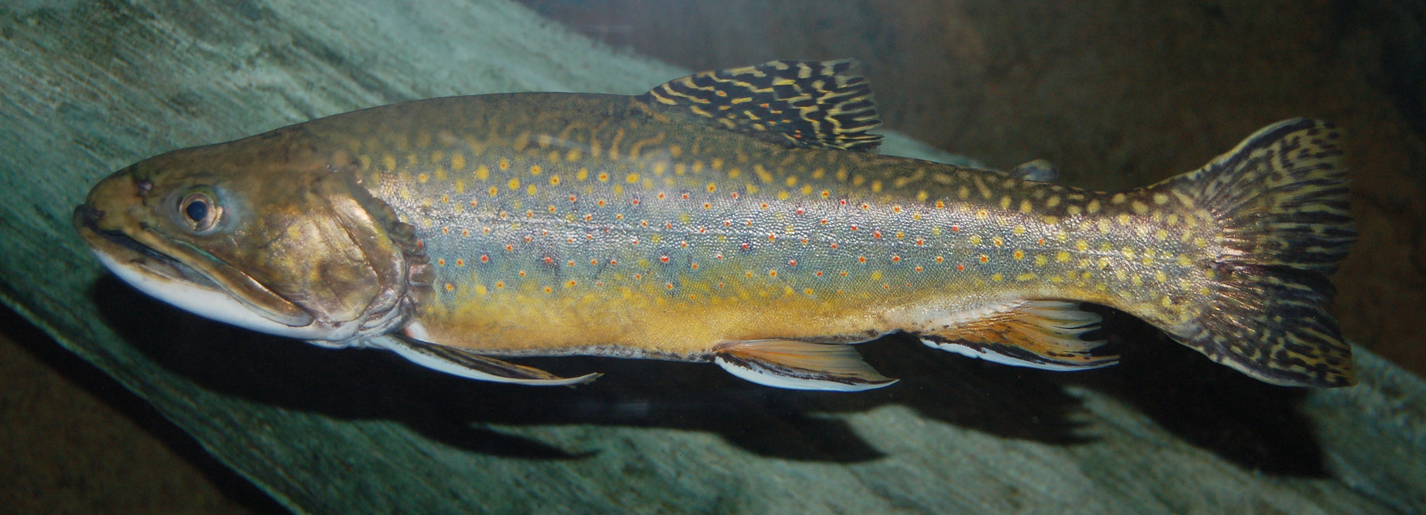 Brook Trout Photo And Wallpaper Cute Pictures