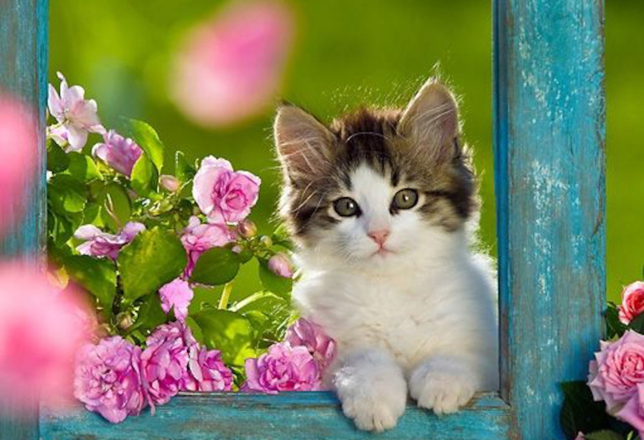 Free download Best Cute Kitten Wallpaper No of HD Wallpapers for Free [1280x874] for your