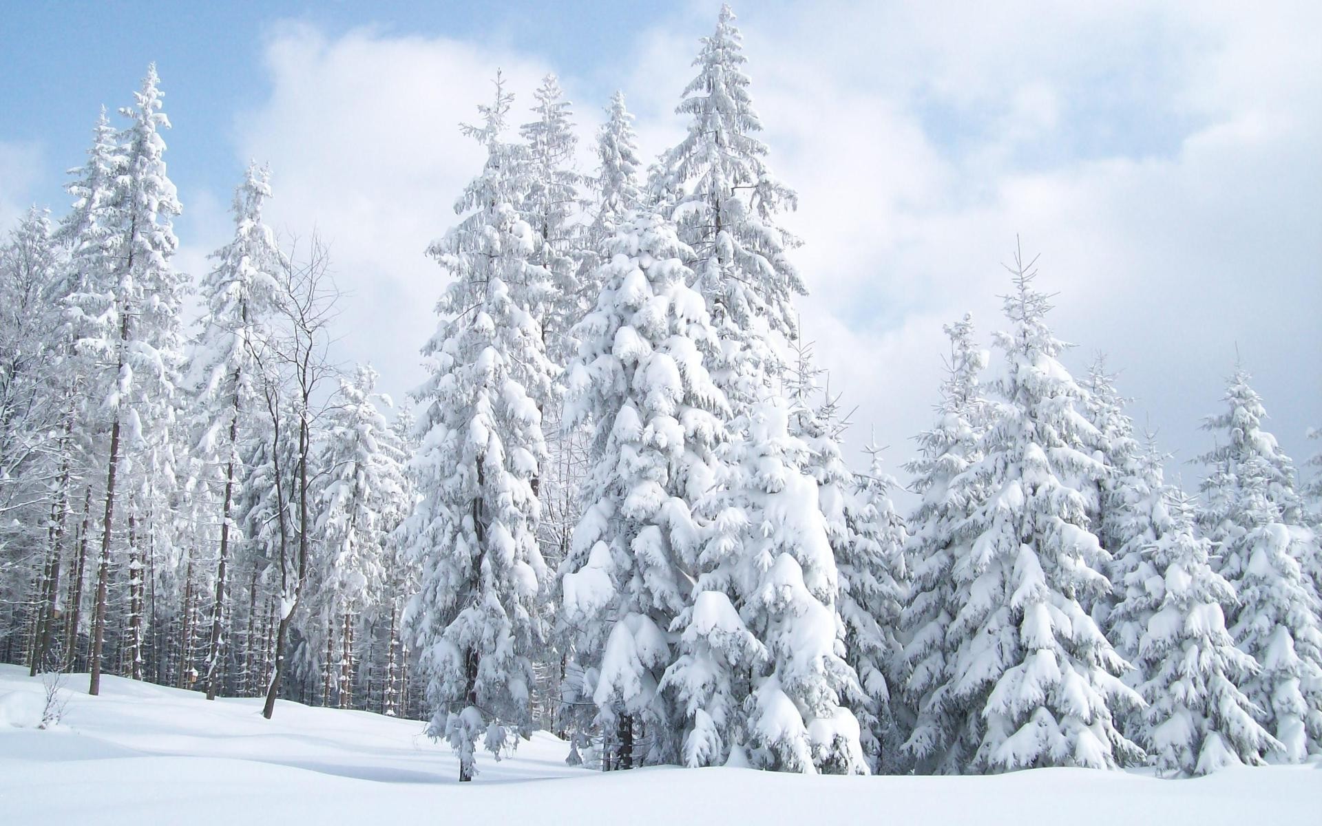Snow Covered Fir Trees Wallpaper