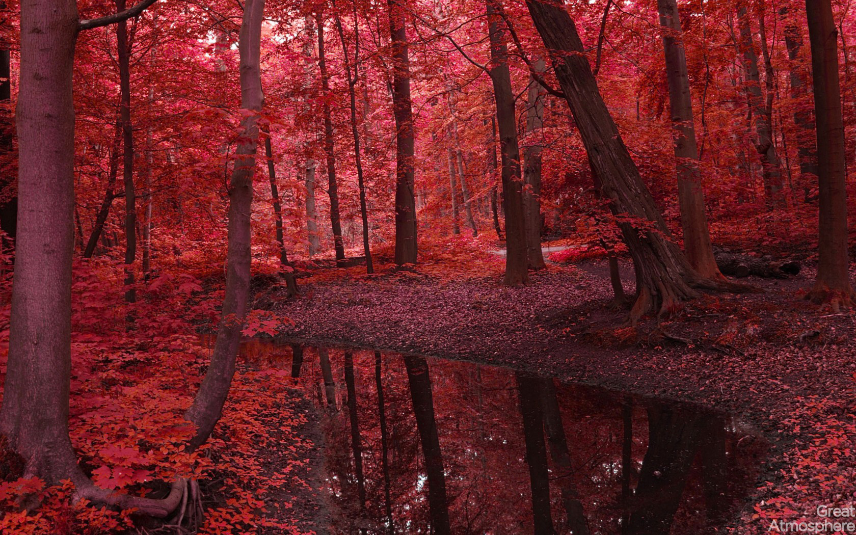 Landscapes Nature Water River Forest Trees Leaves Red Autumn Beauty