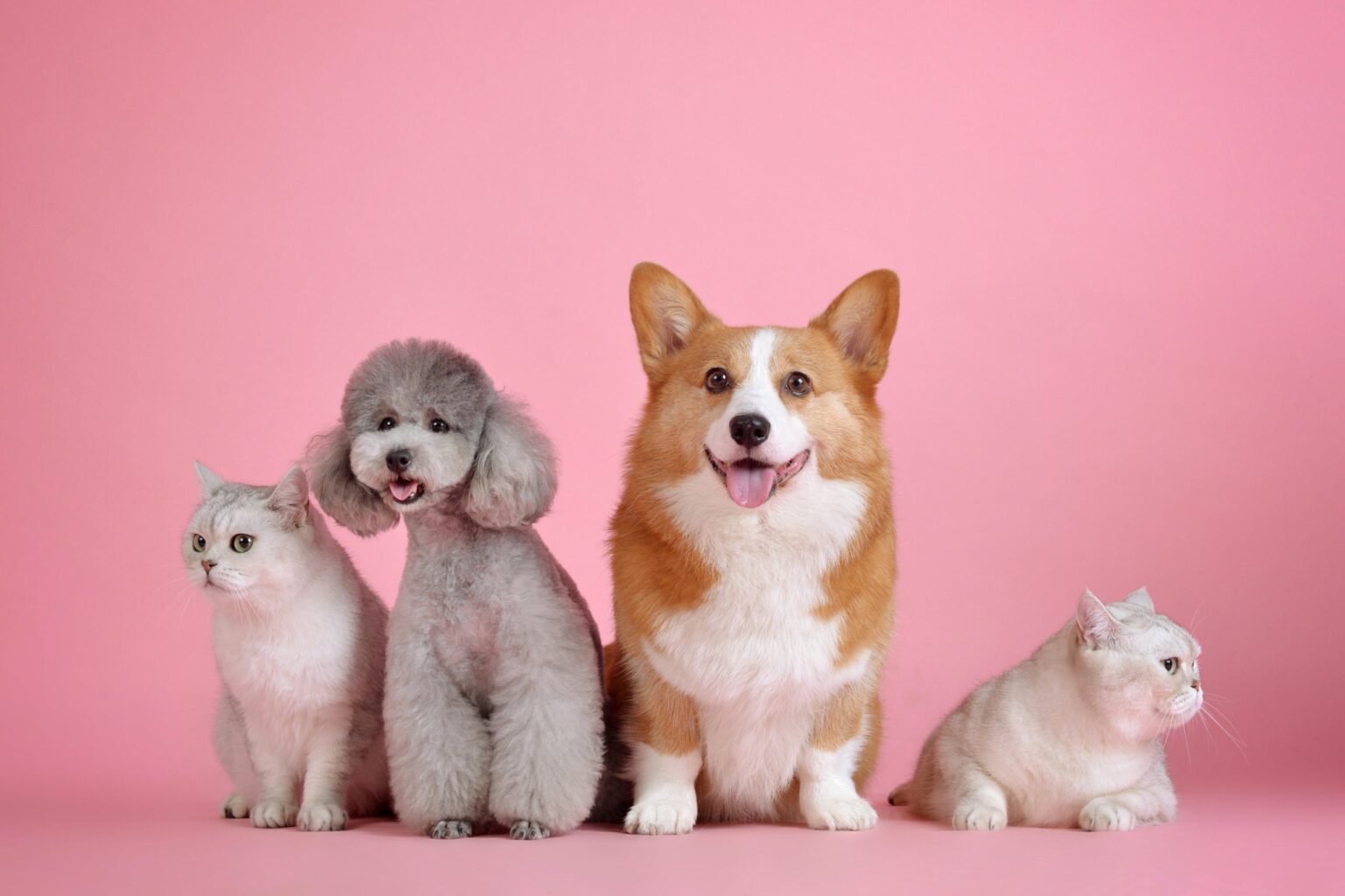 Animals Photos Dogs And Cats Together Pink Background