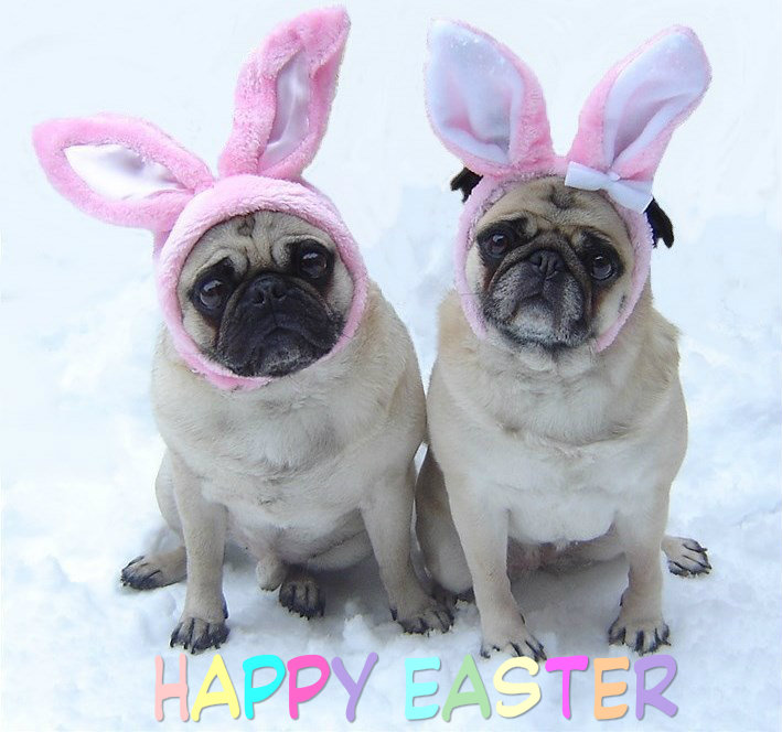 Easter Image Cute Pug Bunnies Happy Wallpaper And