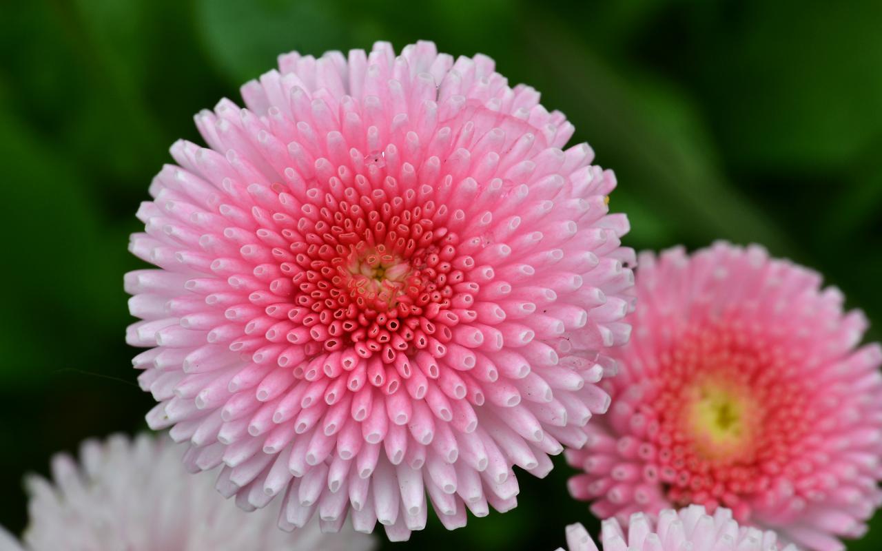 Flower Wallpaper For Desktop With Macro Photo Of Pink Flowers HD