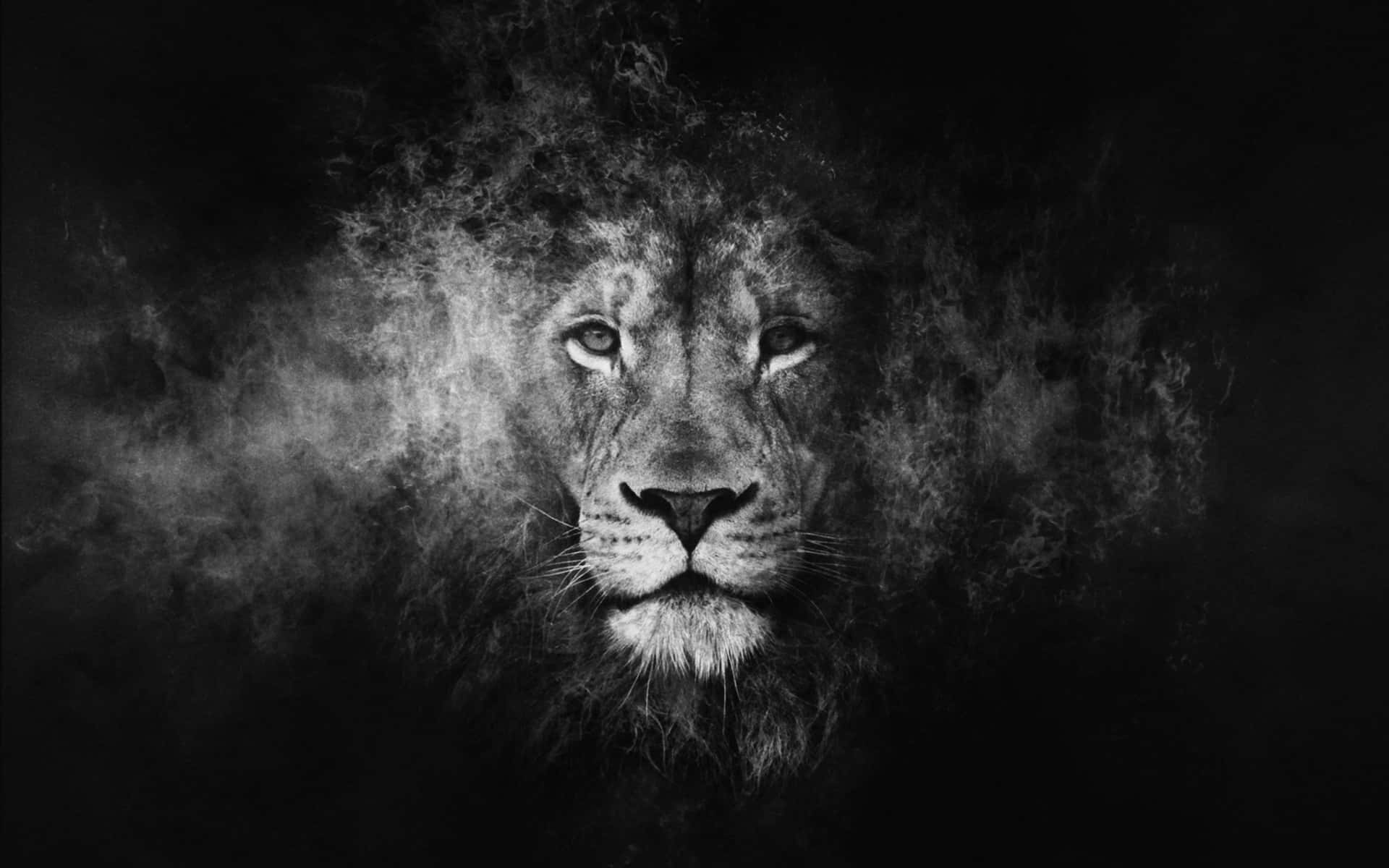 Black And White Lion Wallpaper