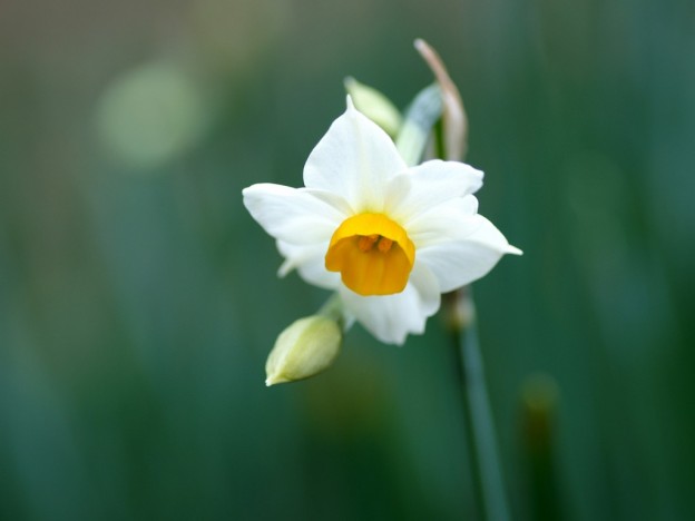 Daffodil Flowers Wallpaper HD Pictures One
