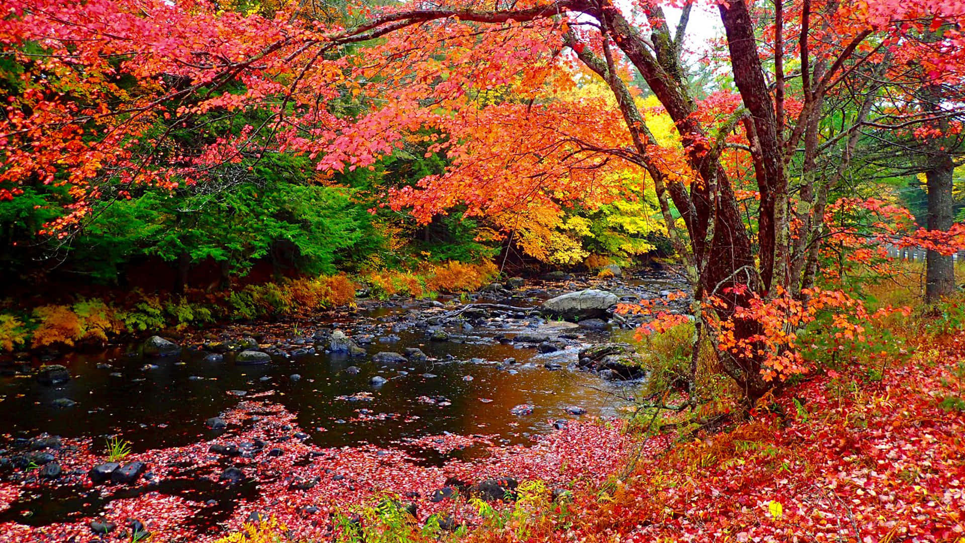 New England Autumn Wallpaper