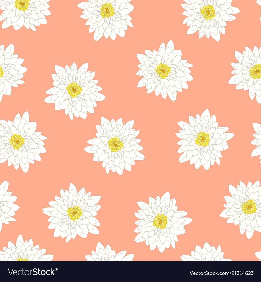 White chrysanthemum on pink peach background Vector Image 1000x1080