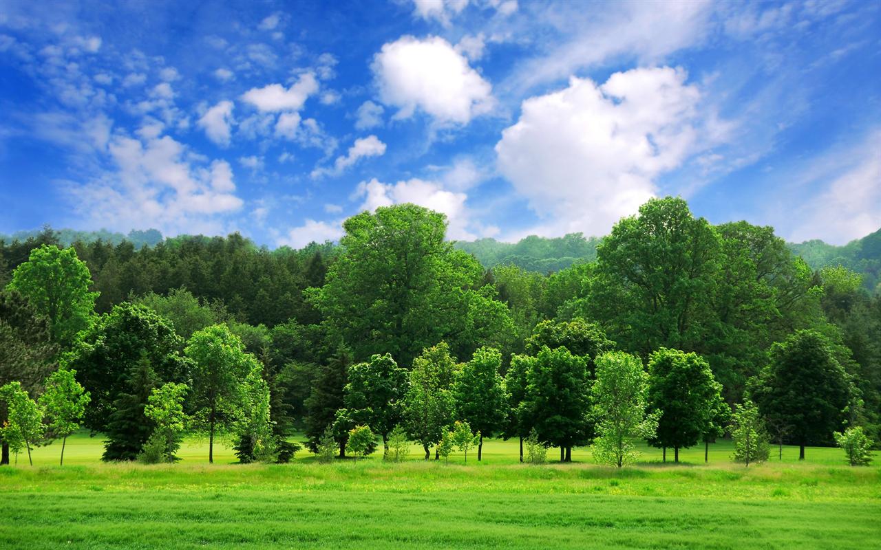 Green Summer Trees Desktop Wallpaper