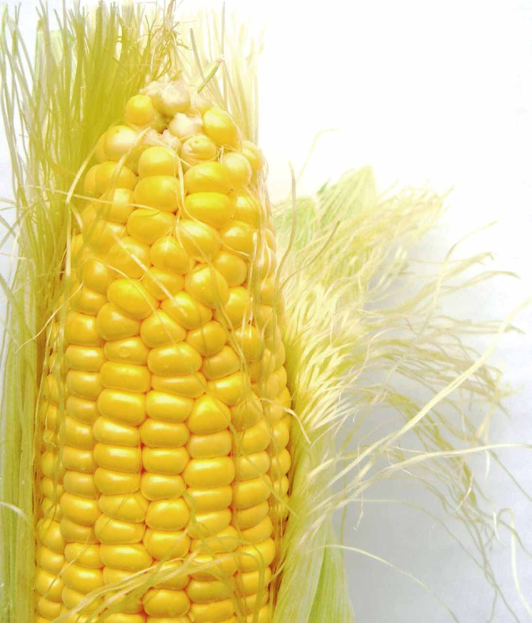 Yellow Corn HD Wallpaper
