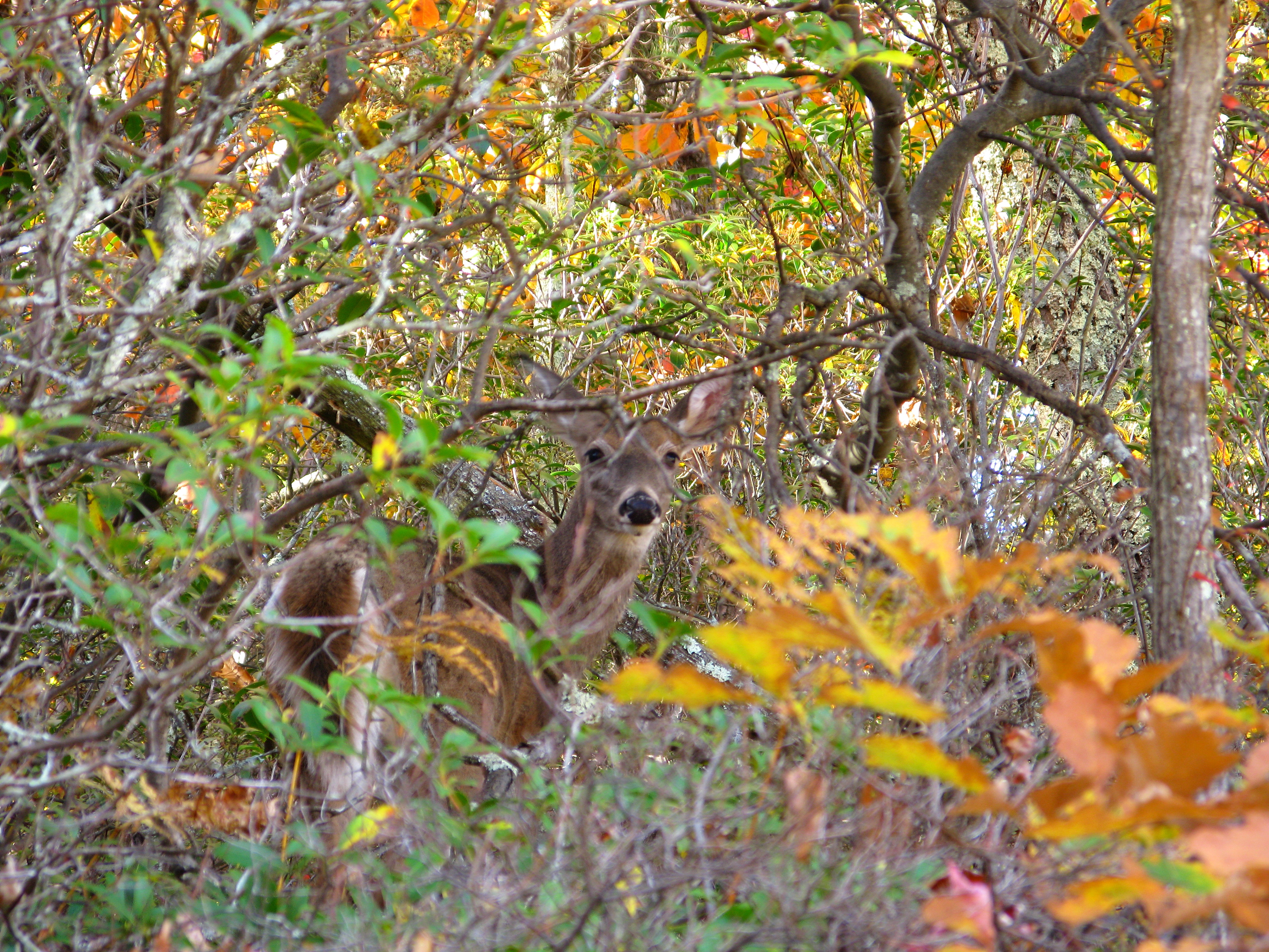 Deer Hiding In Fall Brush Wildlife Nature Pictures By