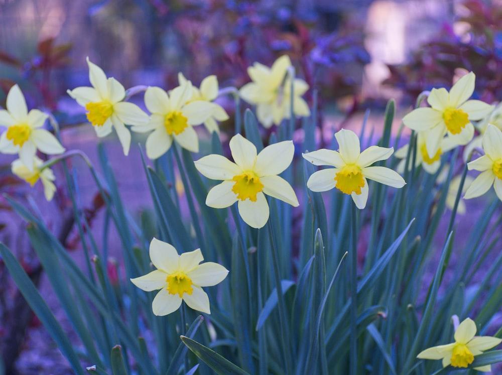 Narcissus Flower Pictures Download Free Images on