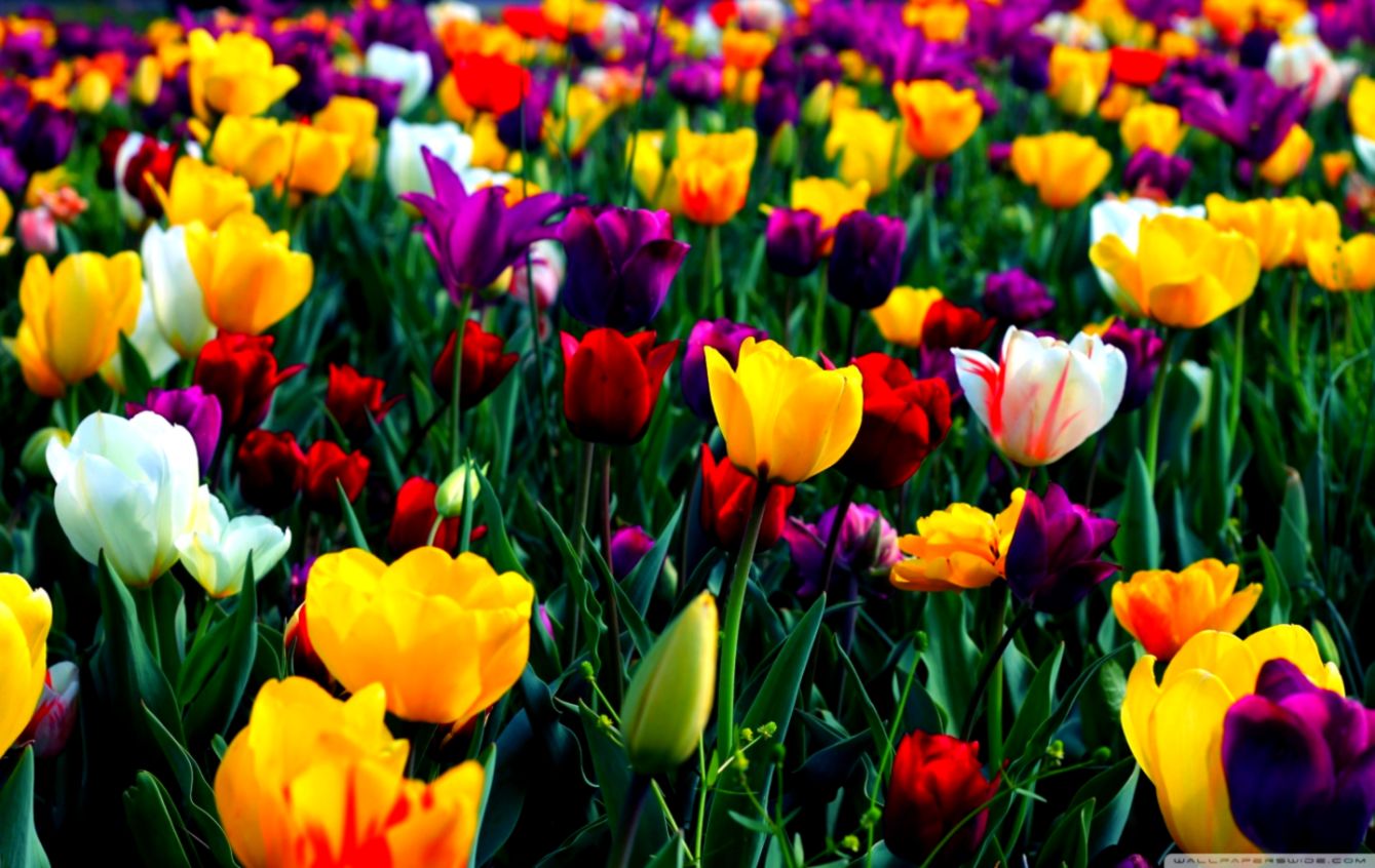 Springtime Flowers Desktop Background Wallpaper 1080p
