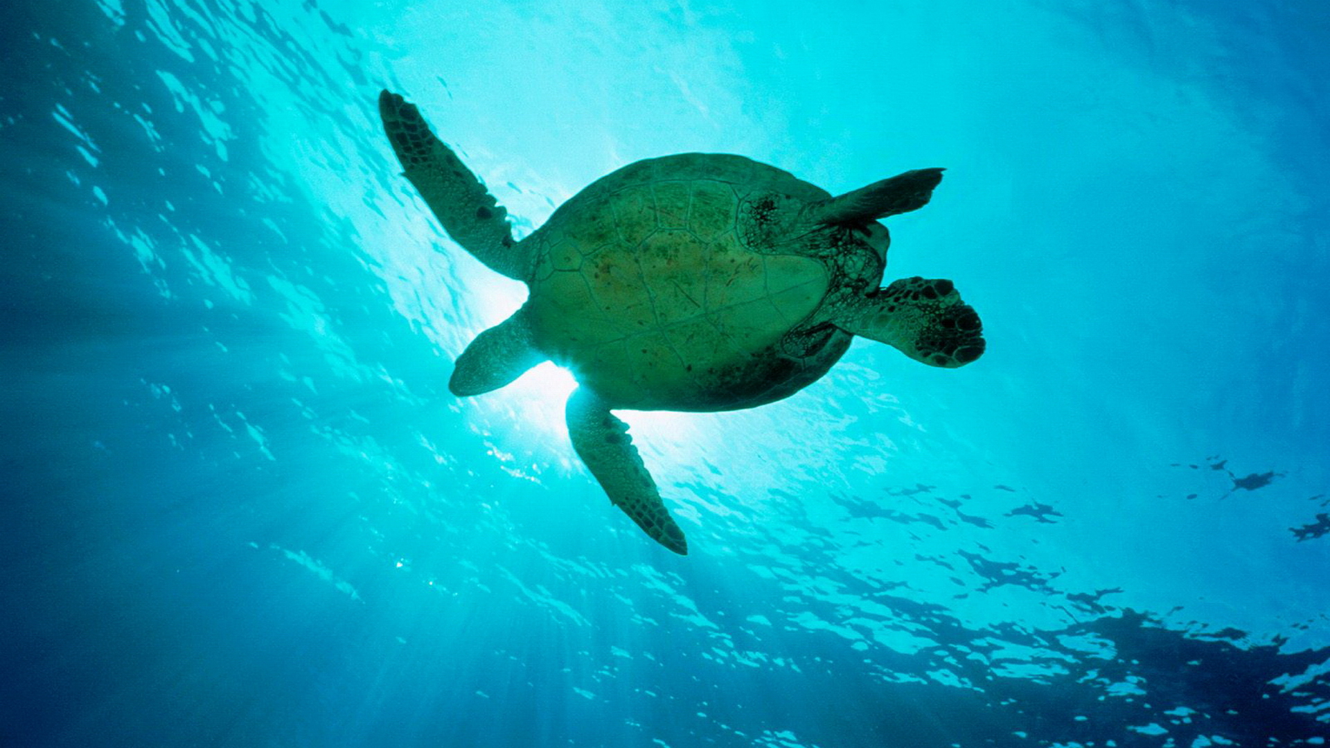 Baby Sea Turtle Desktop Wallpaper Turtles