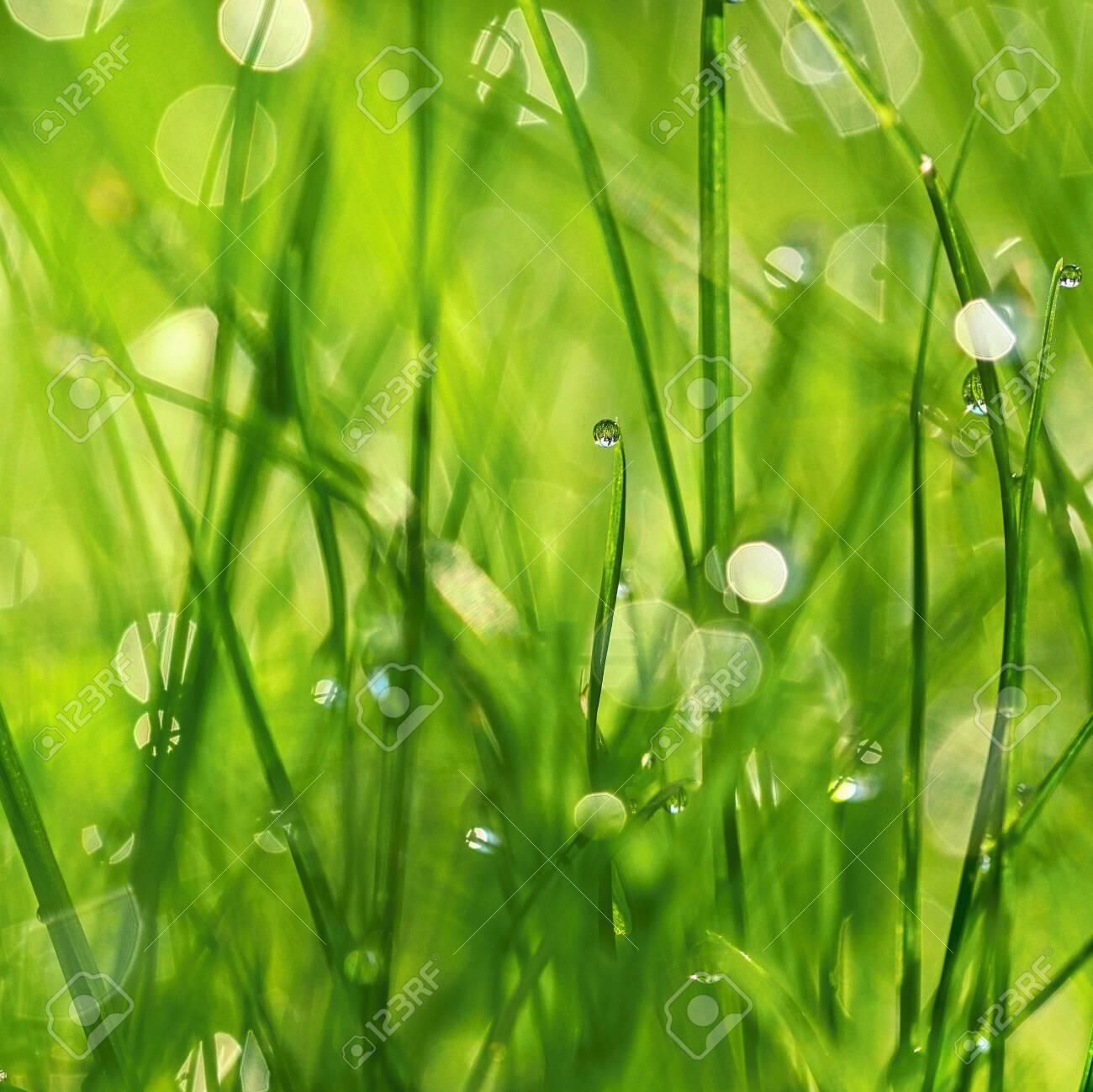 Green Nature Beautiful Close Up Photo Of Grass With