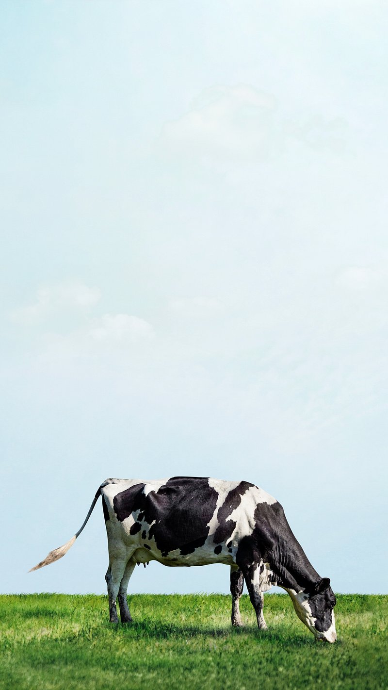 Cow iPhone Background Wallpaper