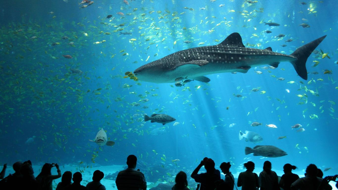Wild Animals Shark Glass Large Aquarium HD Wallpaper