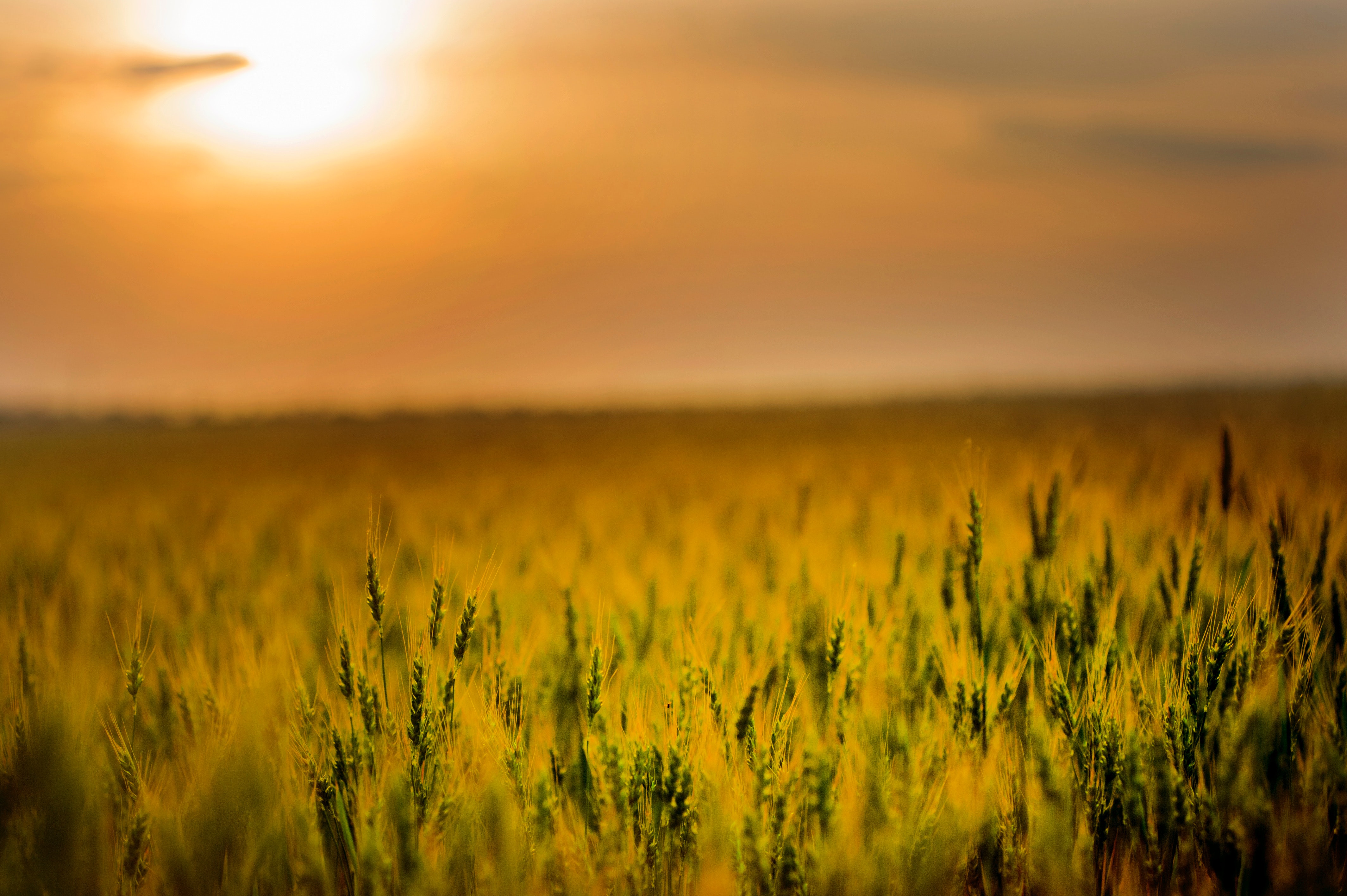 Yellow Green Field During Sunset 4k Wallpaper HD Nature