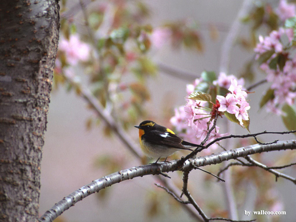 Lovely Birds Wallpaper   Lovely Bird in Spring Vol1 1024768 NO15