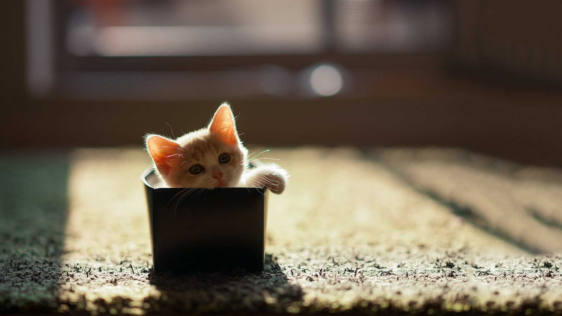 Desktop Cat Wallpaper