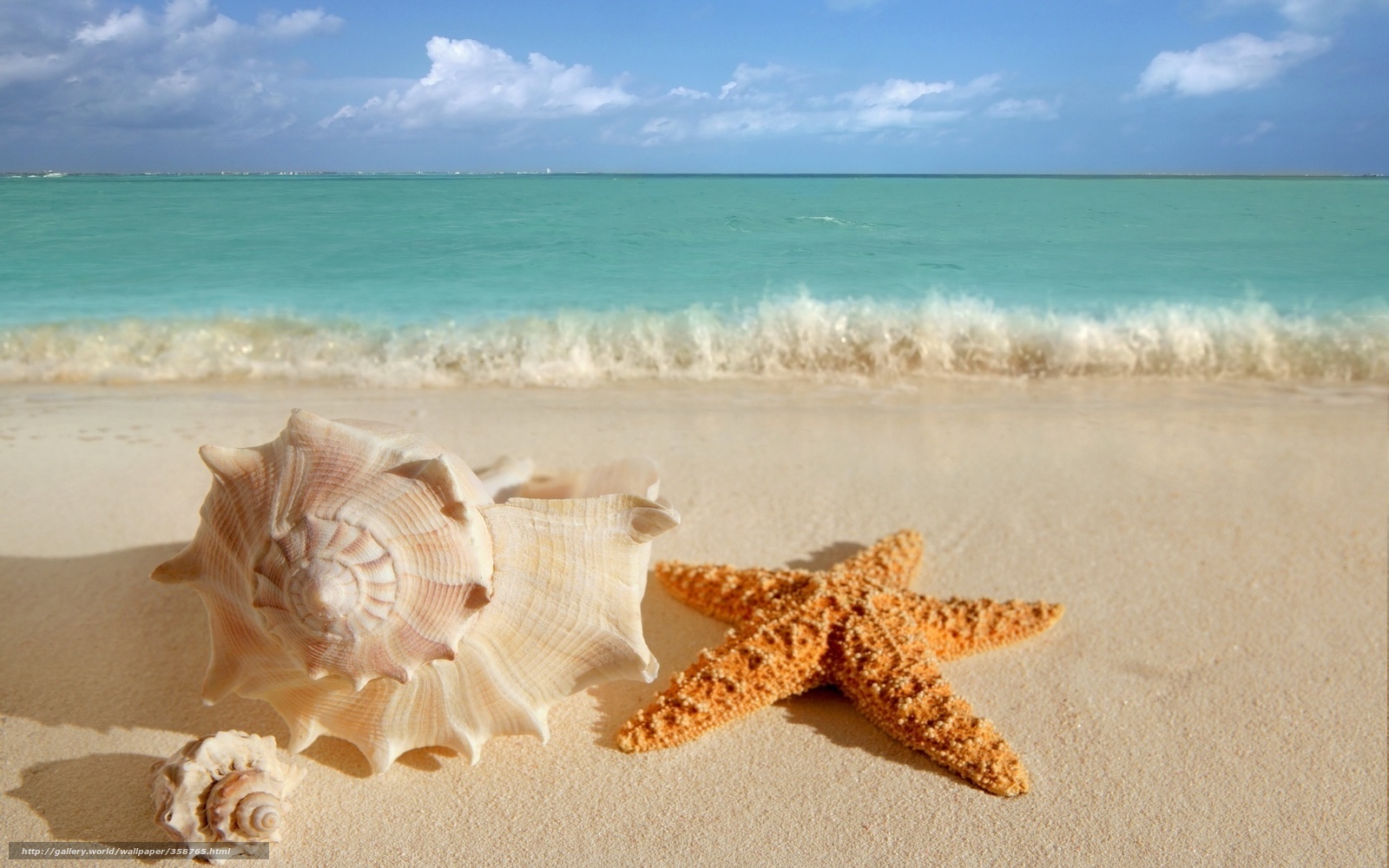 Shells Starfish On The Beach Wallpaper HD