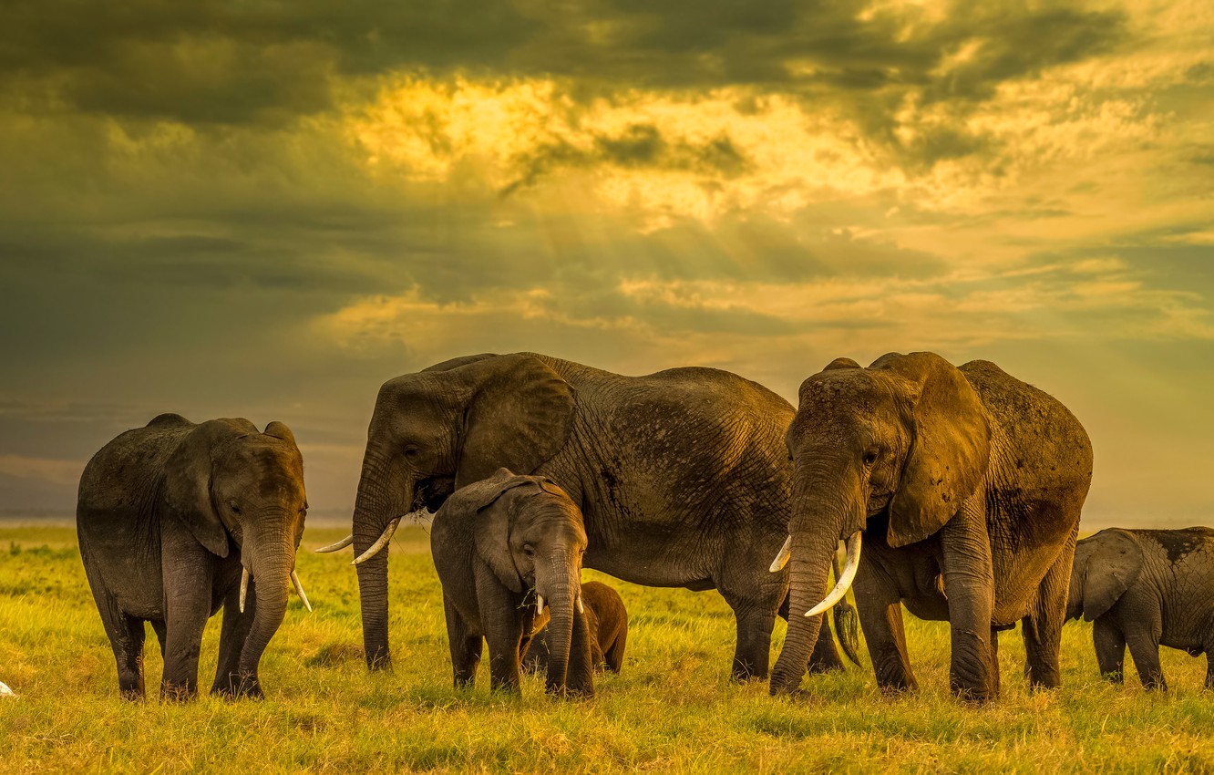 Wallpaper Field Elephant Elephants Family The Herd