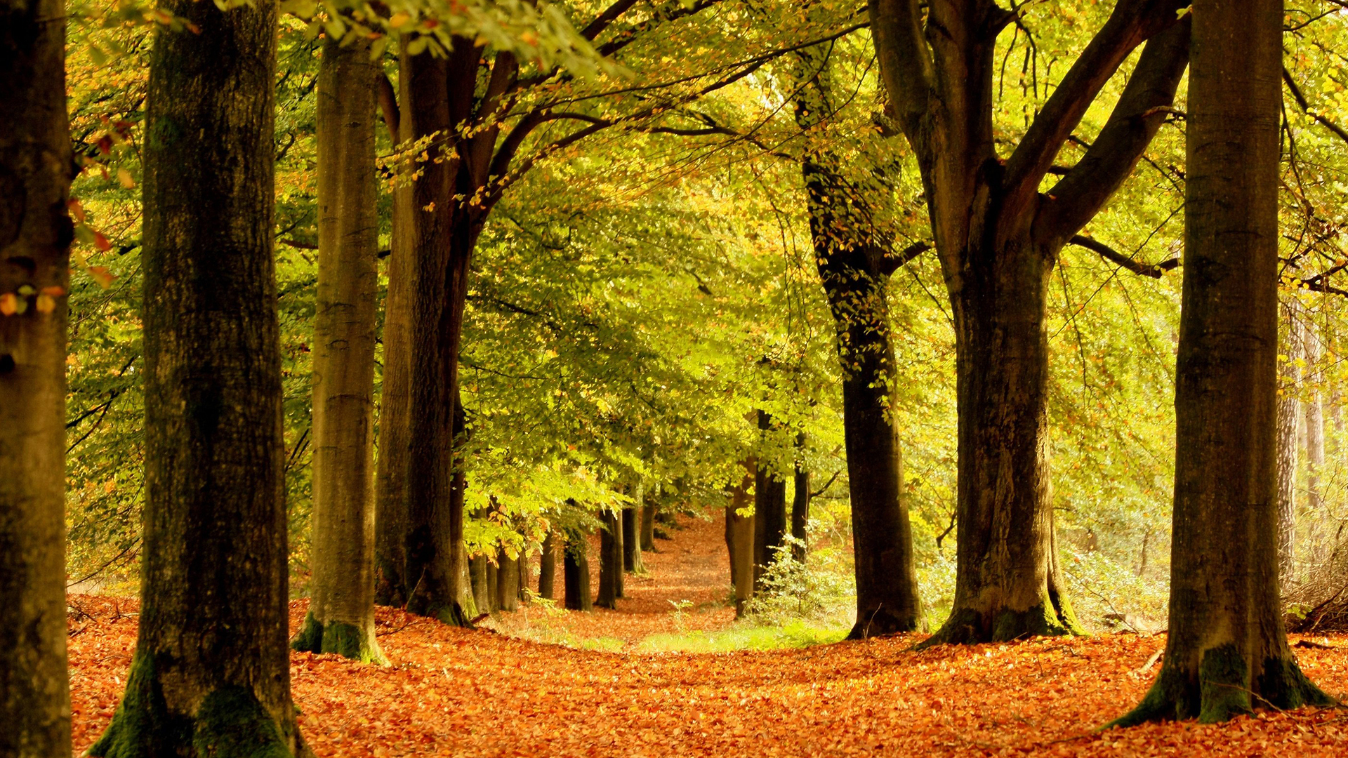 Forest Full HD Wallpaper And Image