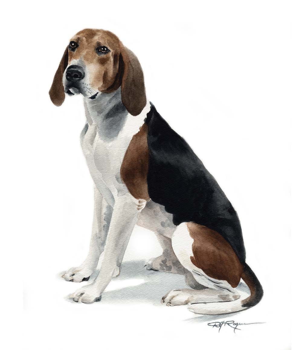 Darwing Treeing Walker Coonhound Dog Photo And Wallpaper
