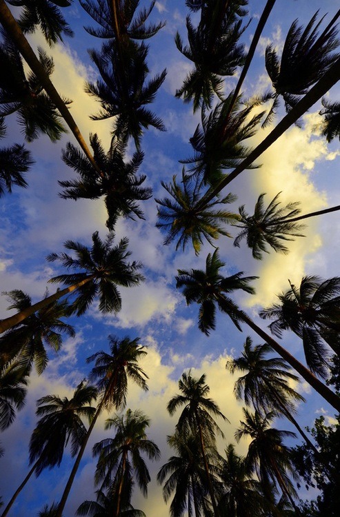 beach palm trees tumblr background